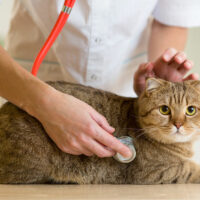A Comprehensive Guide to the Various Symptoms of Pet Toxicity