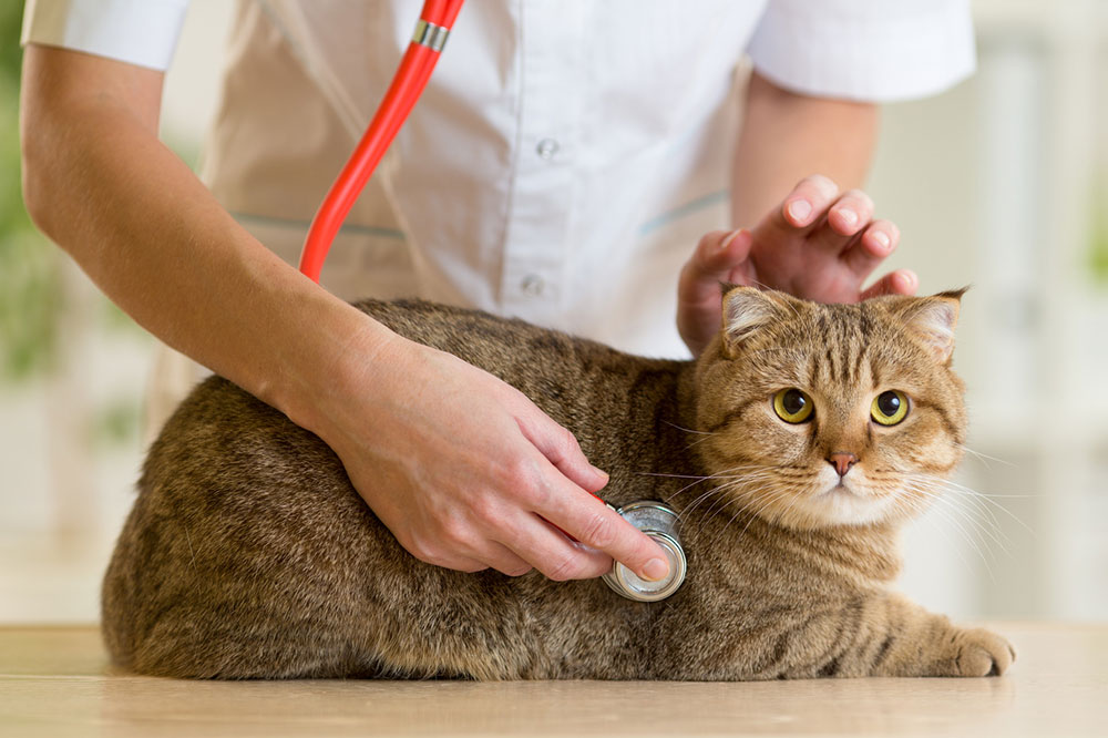 A Comprehensive Guide to the Various Symptoms of Pet Toxicity