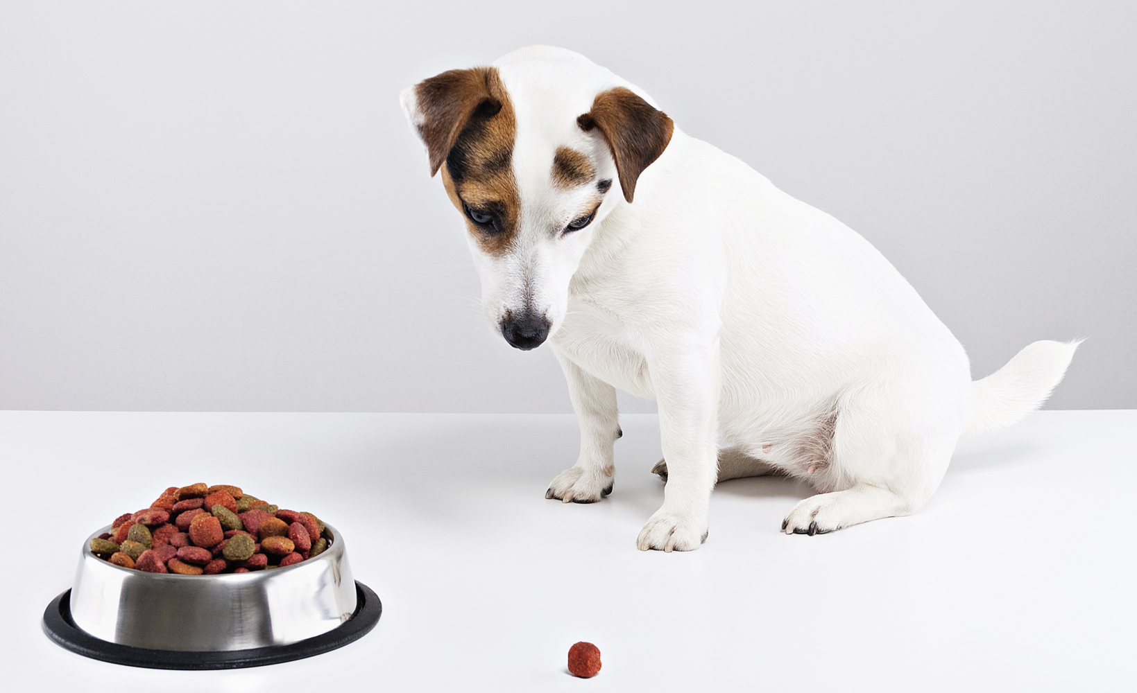 Toxic Human Foods for Dogs