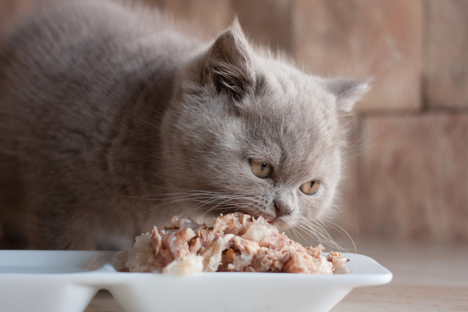 Toxic Human Foods for Cats