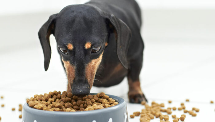 5 Top Symptoms of Food Allergies in Dogs