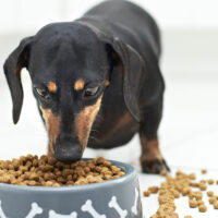 5 Top Symptoms of Food Allergies in Dogs