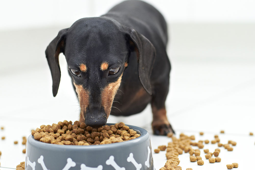 5 Top Symptoms of Food Allergies in Dogs